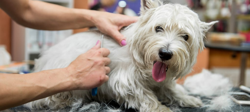 Stripping west best sale highland terrier